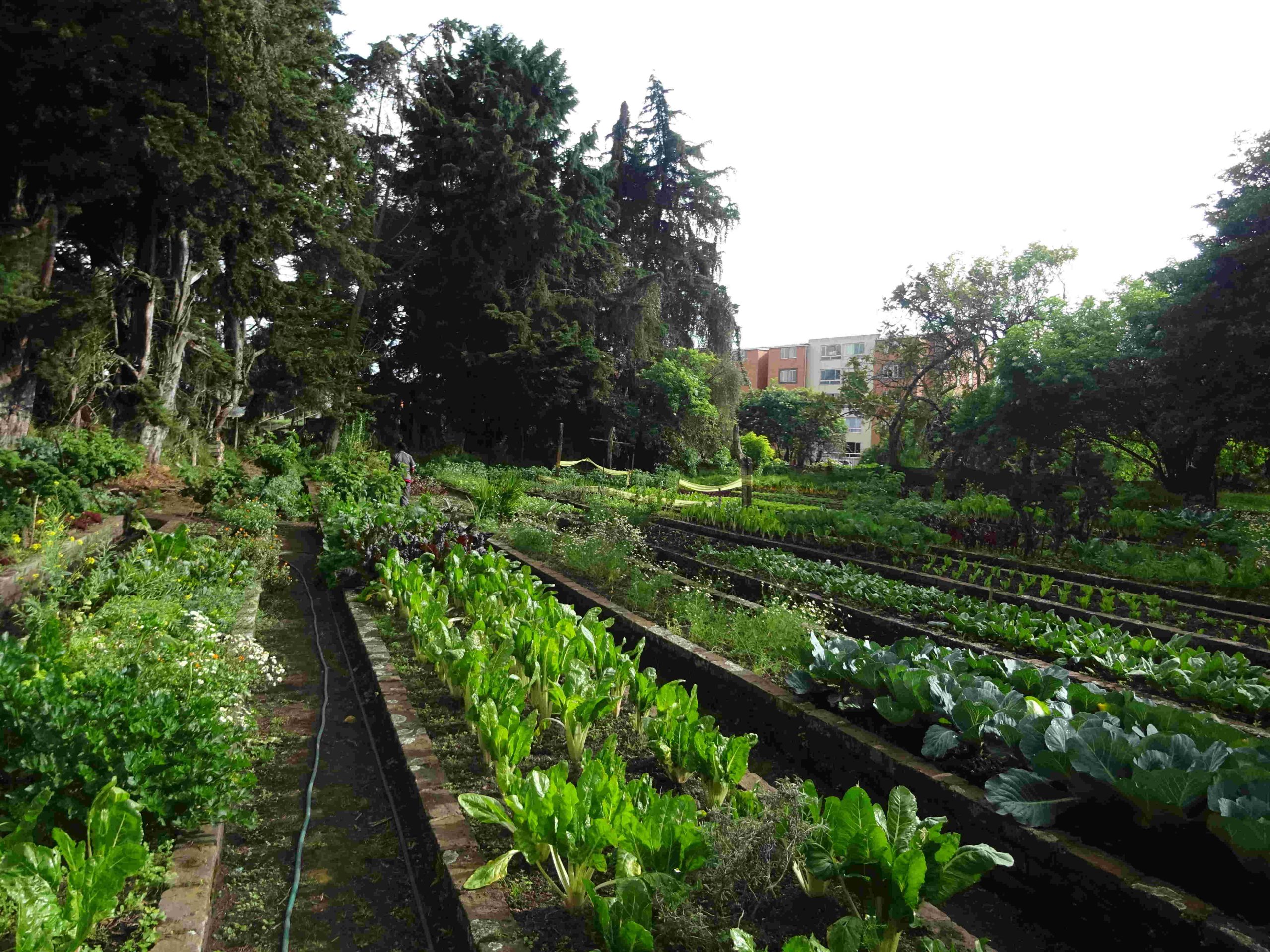 Adultos mayores y mujeres toman las riendas de la producción de alimentos en Facatativá. Huertas de libertad